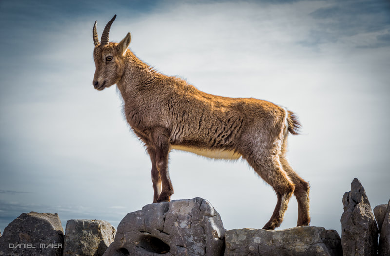 Steinbock