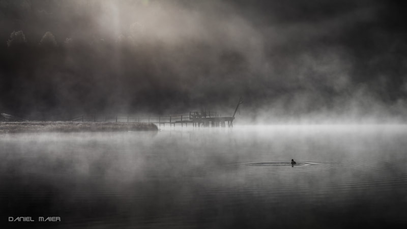 Stazersee Ente