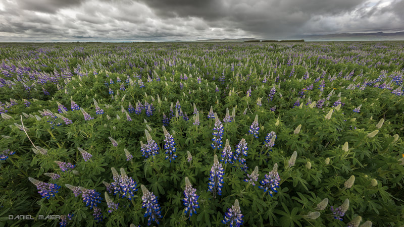 Lupines Island