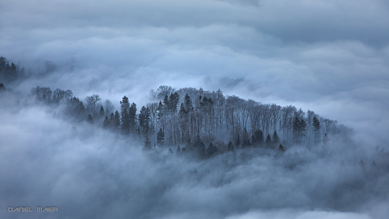 Nebel Bäume